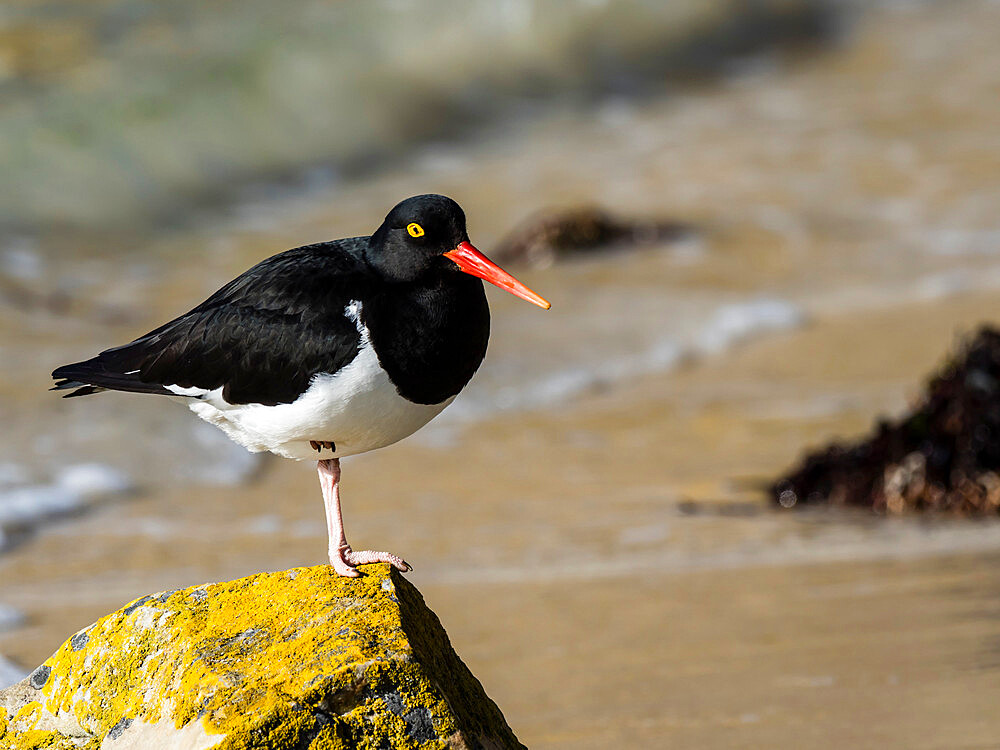 Adult Magellanic oystercatcher (Haematopus leucopodus) on New Island, Falkland Islands, South America