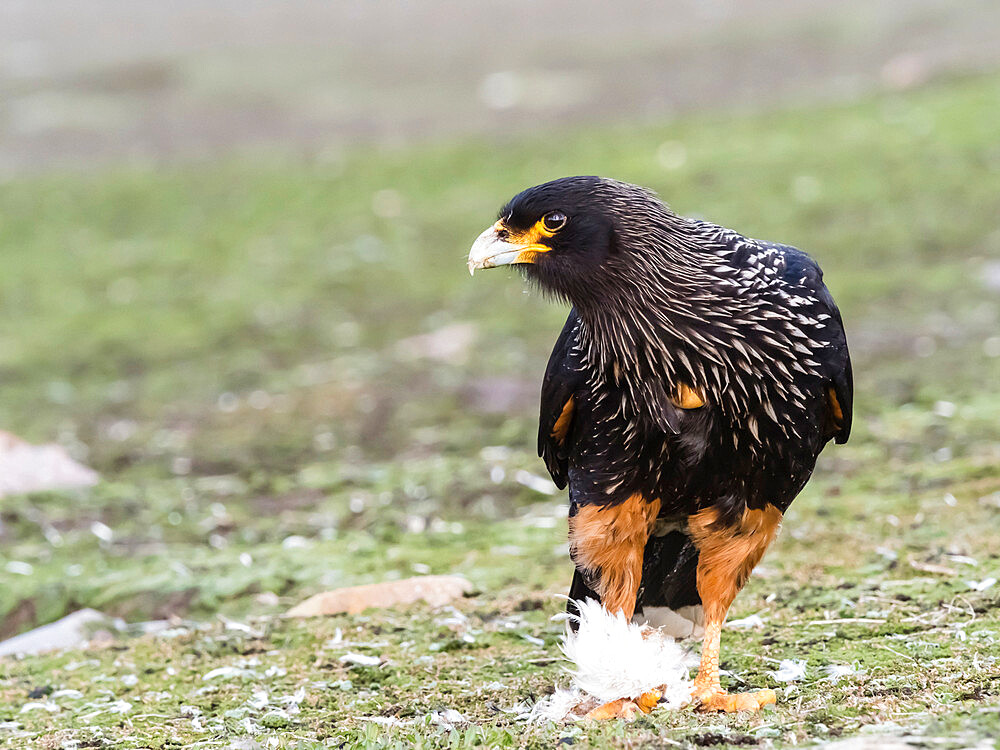 An adult striated caracara (Phalcoboenus australis), feeding on a penguin chick on New Island, Falkland Islands, South America