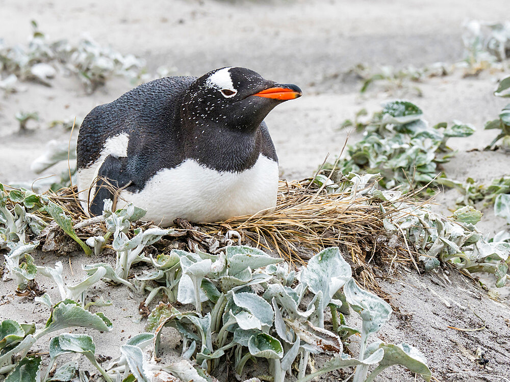 Gentoo penguin (Pygoscelis papua) at nesting site on Bull Point, East Island, Falkland Islands, South America