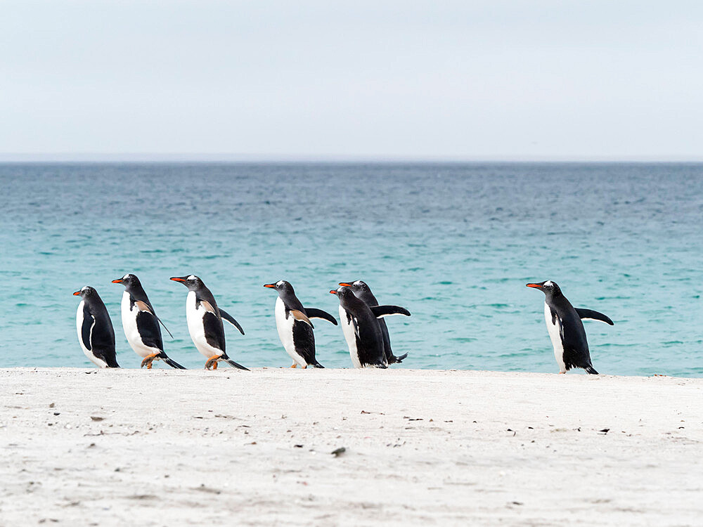 Gentoo penguins (Pygoscelis papua) returning from the sea on Bleaker Island, Falkland Islands, South America