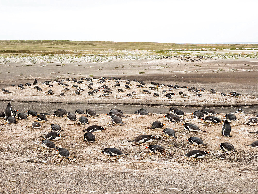 Gentoo penguins (Pygoscelis papua) at nesting site on Bull Point, East Island, Falkland Islands, South America