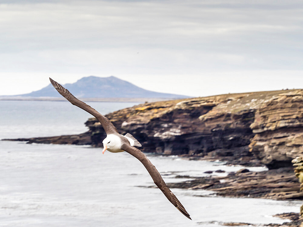 Adult black-browed albatross (Thalassarche melanophris), in flight on Saunders Island, Falkland Islands, South America