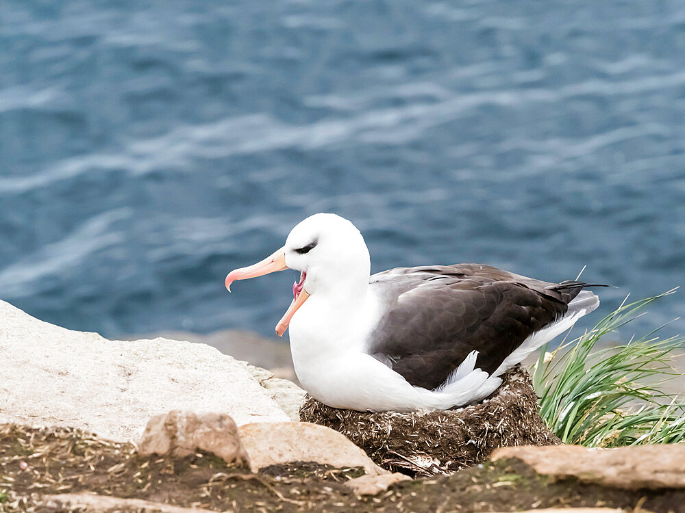 Adult black-browed albatross (Thalassarche melanophris), on its nest on Saunders Island, Falkland Islands, South America