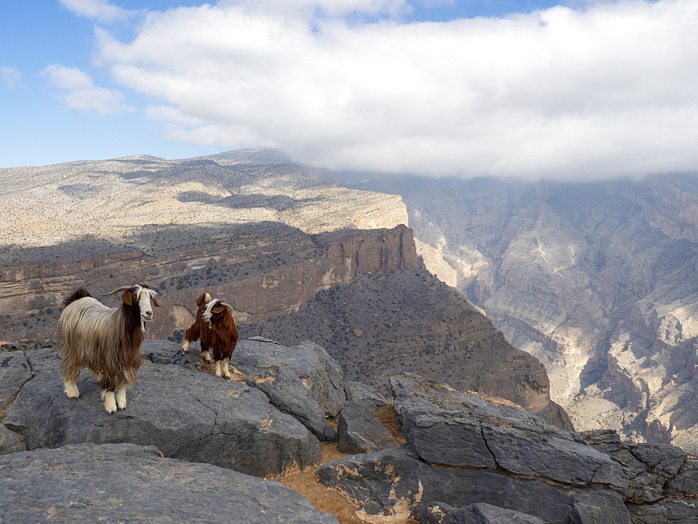 Goats on Jebel Shams, the highest mountain of the Hajar range, Sultanate of Oman, Middle East