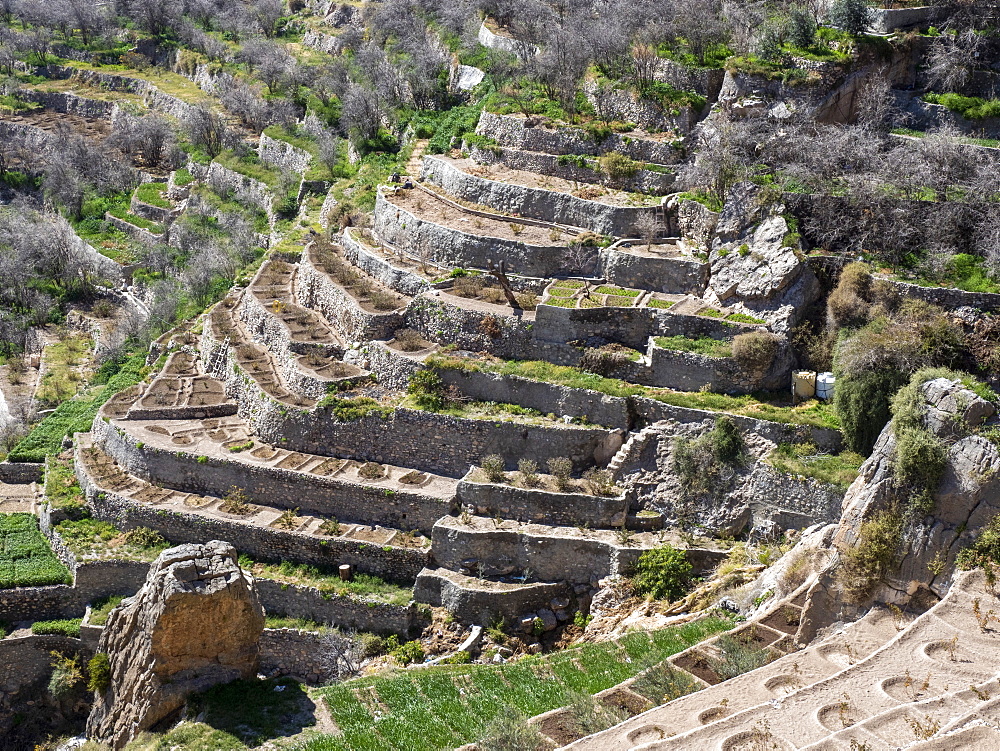 Terraced gardens line the cliffs near traditional villages of the Sayq Plateau, Sultanate of Oman, Middle East