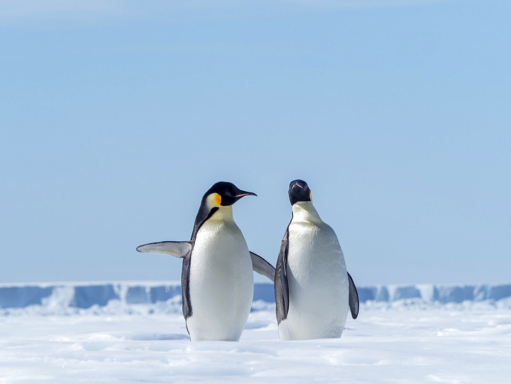 Adult emperor penguins (Aptenodytes forsteri), hauled out on ice near Snow Hill Island, Weddell Sea, Antarctica, Polar Regions