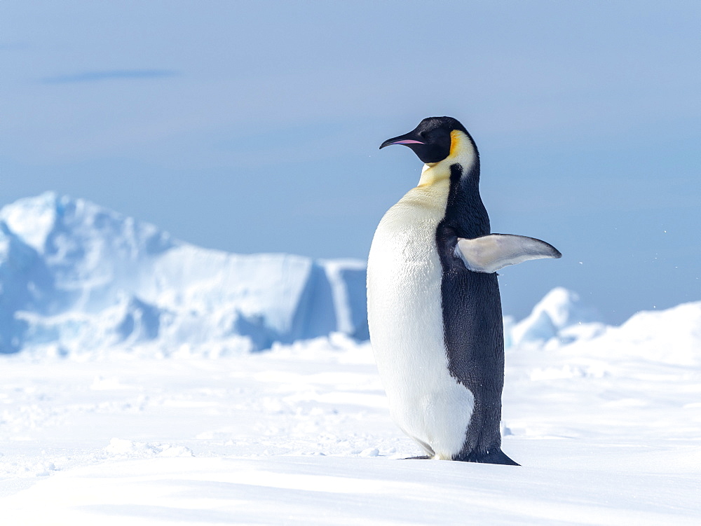 Adult emperor penguin (Aptenodytes forsteri), hauled out on ice near Snow Hill Island, Weddell Sea, Antarctica.