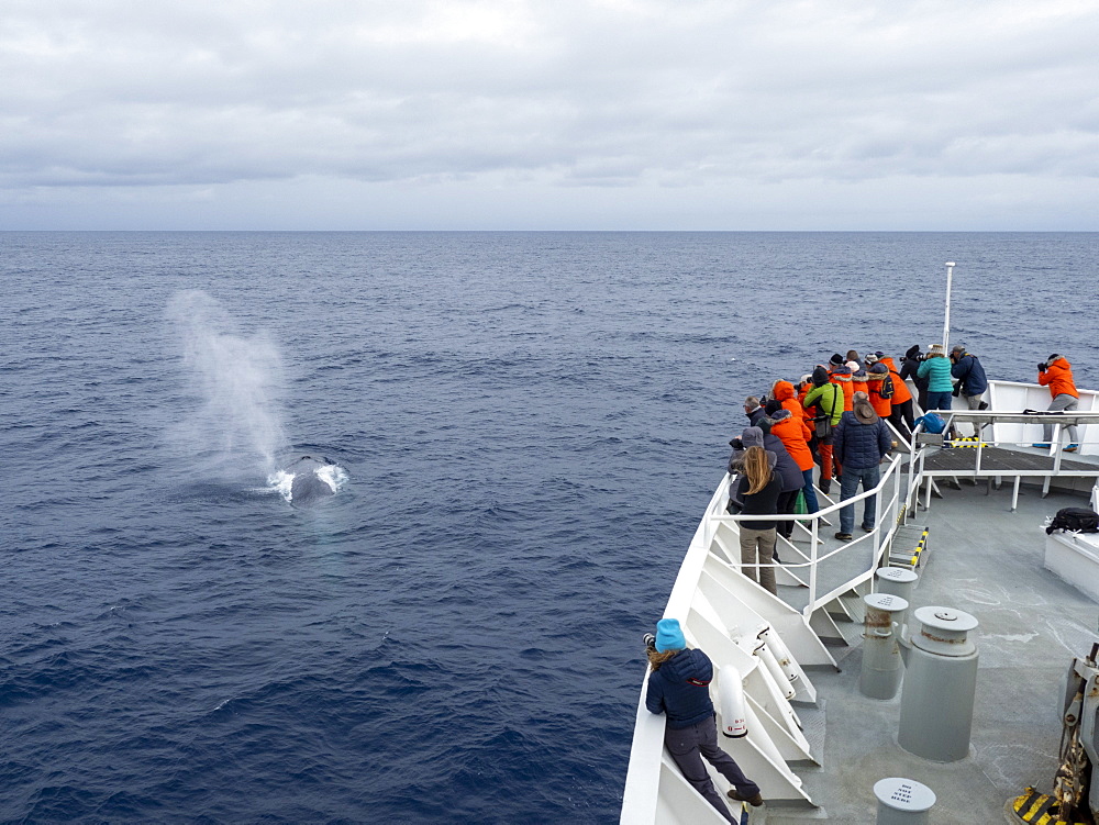 An adult blue whale (Balaenoptera musculus), surfacing in the Drake Passage, Antarctica, Polar Regions