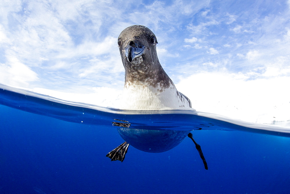 A curious adult cape petrel (Daption capense), Lindblad Cove, Trinity Peninsula, Antarctica, Polar Regions