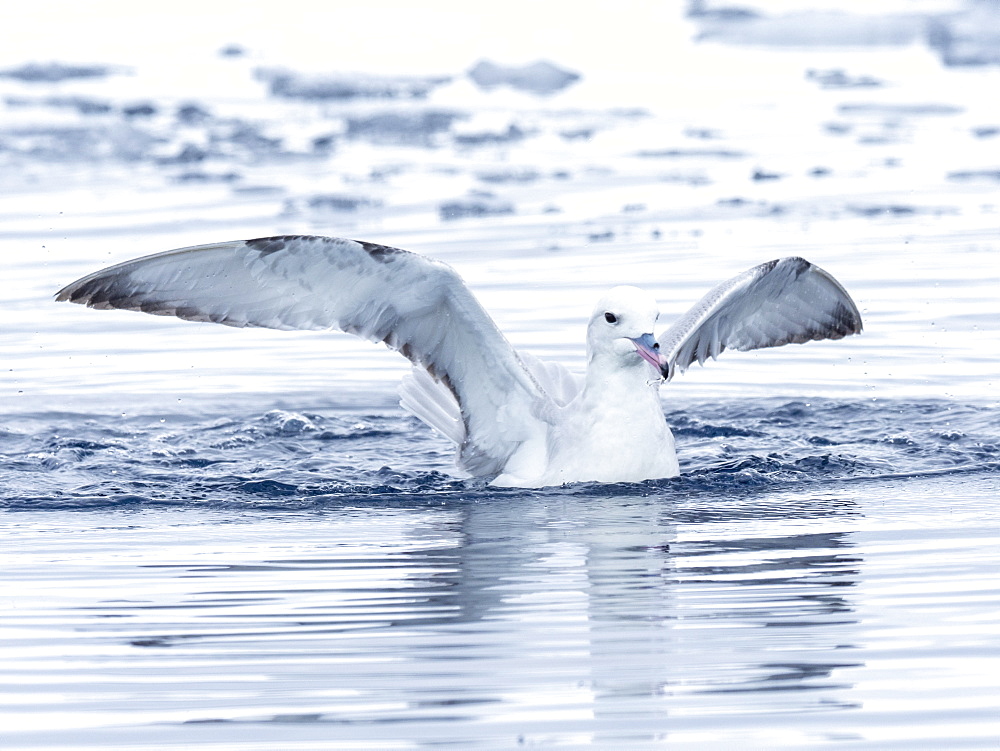 An adult southern fulmar (Fulmarus glacialoides), feeding on krill in Lindblad Cove, Trinity Peninsula, Antarctica, Polar Regions