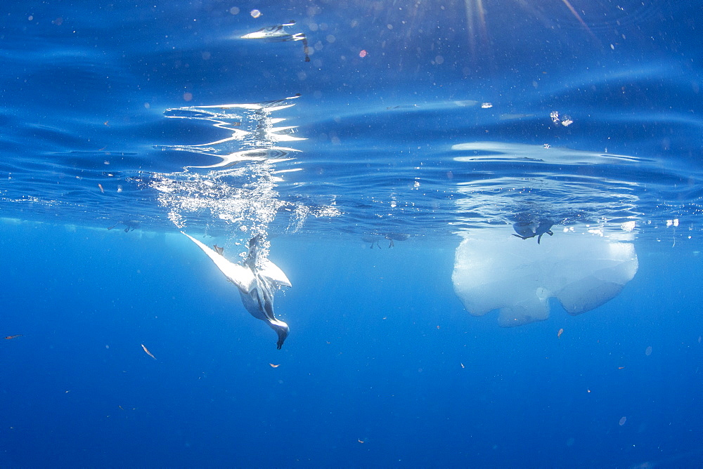 An adult southern fulmar (Fulmarus glacialoides), feeding underwater on krill in Lindblad Cove, Trinity Peninsula, Antarctica, Polar Regions