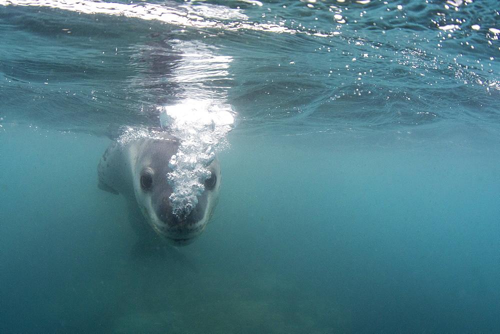 A curious male leopard seal (Hydrurga leptonyx), underwater at Monroe Island, South Orkney Islands, Antarctica, Polar Regions