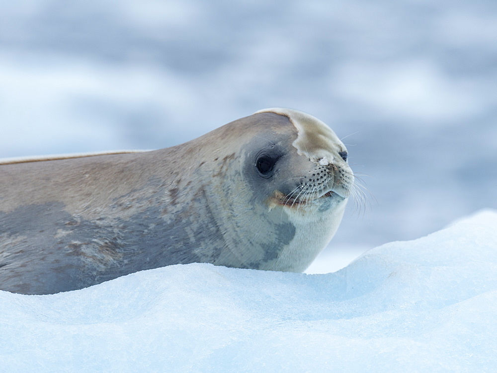 Adult crabeater seal (Lobodon carcinophaga), from the National Geographic Explorer in Girard Bay, Antarctica, Polar Regions