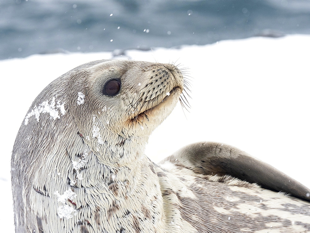 Adult Weddell seal (Leptonychotes weddellii), resting on ice on Paulet Island, Weddell Sea, Antarctica, Polar Regions