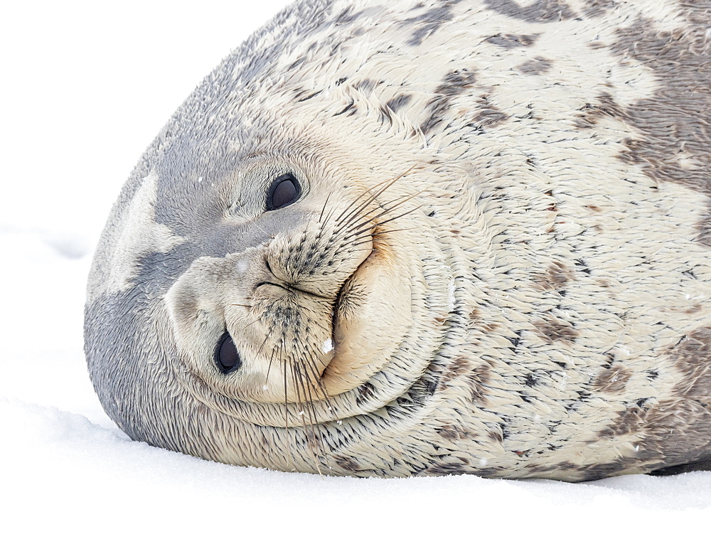 Adult Weddell seal (Leptonychotes weddellii), resting on ice on Paulet Island, Weddell Sea, Antarctica, Polar Regions