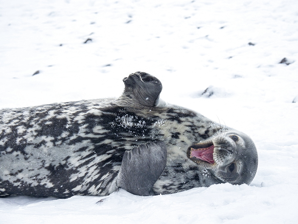 Adult Weddell seal (Leptonychotes weddellii), resting on ice on Paulet Island, Weddell Sea, Antarctica, Polar Regions