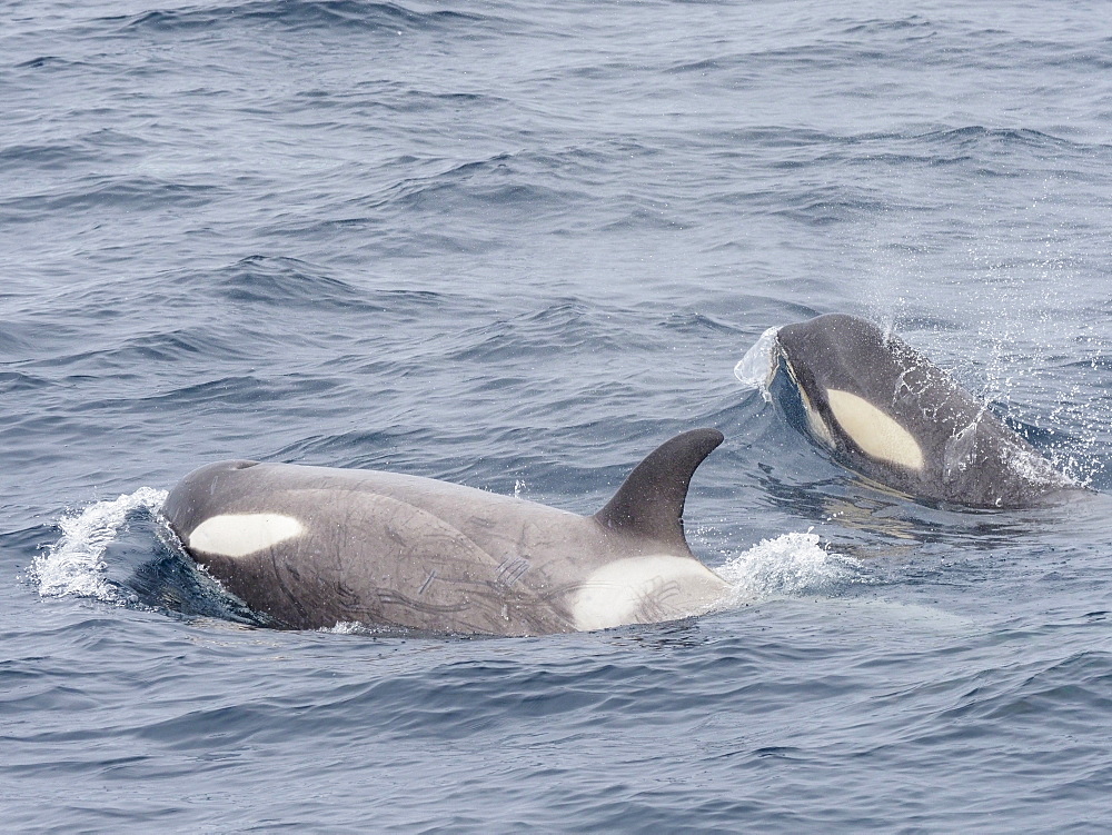 Type Little B killer whales (Orcinus orca), surfacing in the Gerlache Strait, Antarctica, Polar Regions