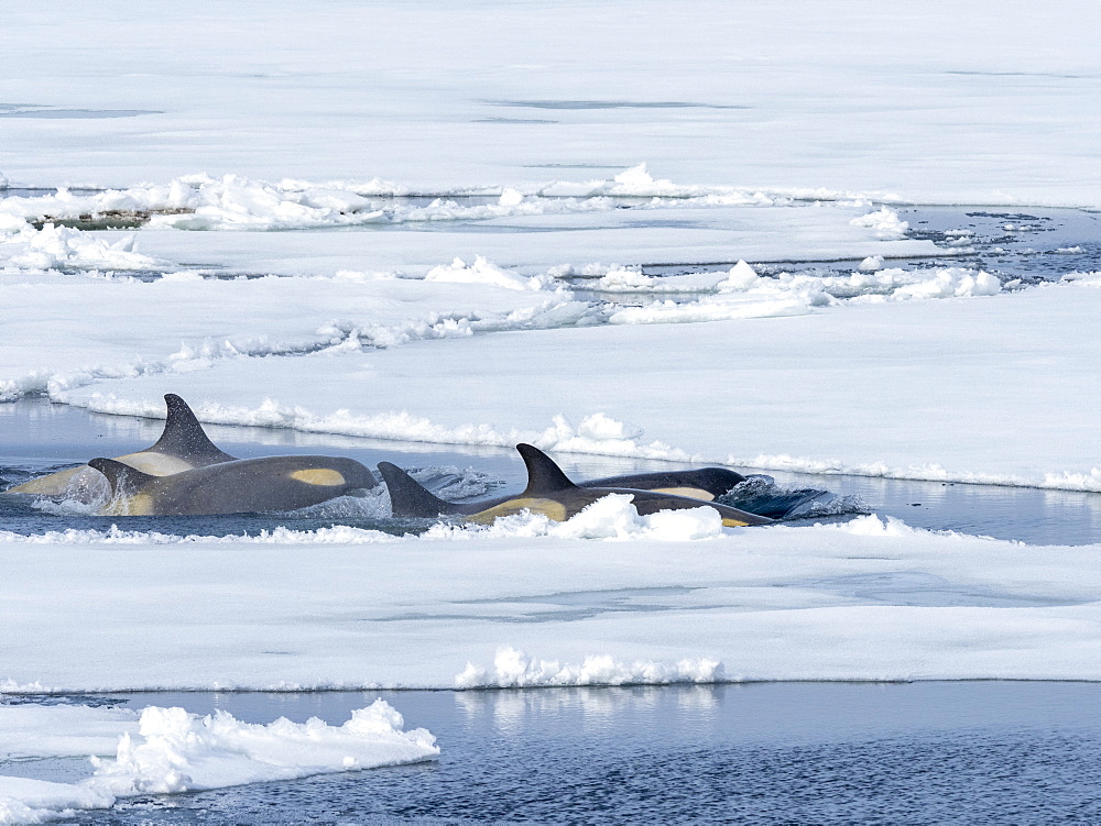 Type Big B killer whales (Orcinus orca) searching ice floes for pinnipeds in the Weddell Sea, Antarctica, Polar Regions