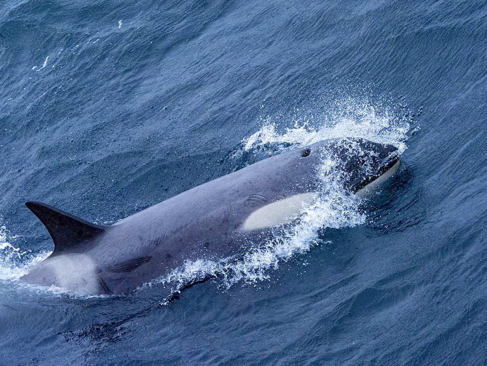 Type Big B killer whales (Orcinus orca), pinniped specialist swimming near the Yalour Islands, Antarctica, Polar Regions