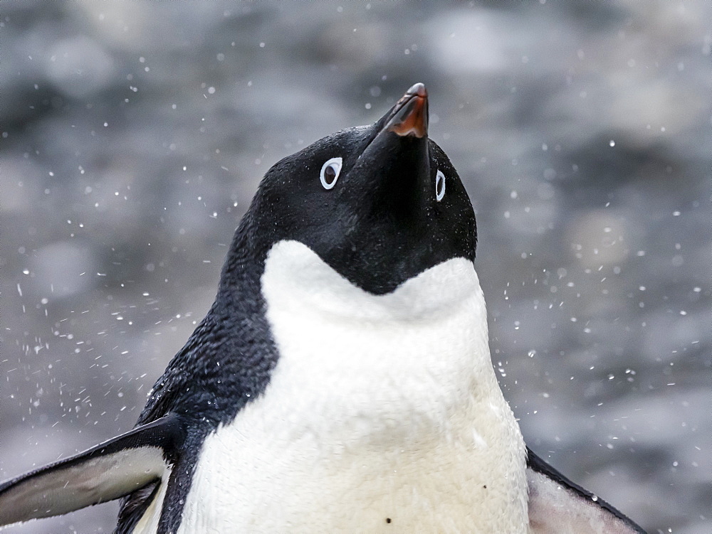 Adult Adelie penguin (Pygoscelis adeliae), Coronation Island, South Orkney Islands, Antarctica, Polar Regions