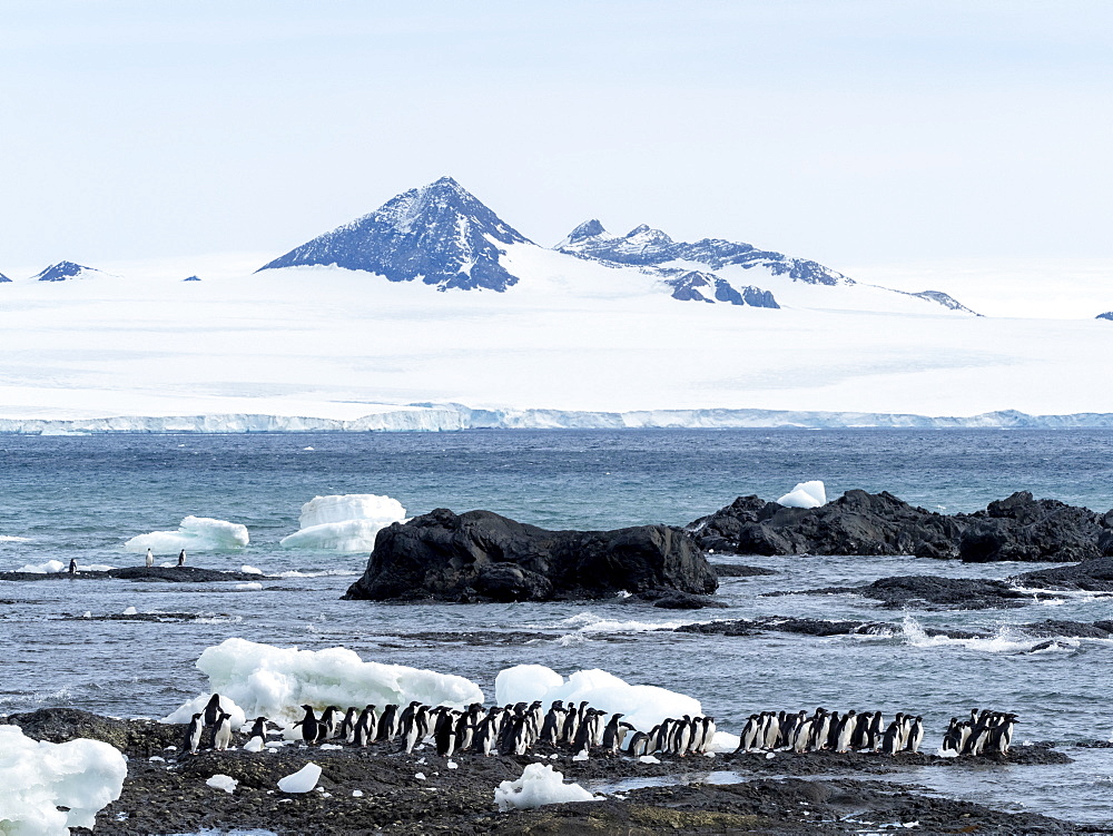 Adelie penguin (Pygoscelis adeliae), breeding colony at Brown Bluff, Antarctic Sound, Antarctica, Polar Regions