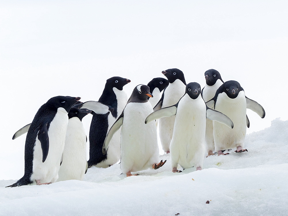 Adelie penguins (Pygoscelis adeliae), with a gentoo penguin at Brown Bluff, Antarctic Sound, Antarctica, Polar Regions