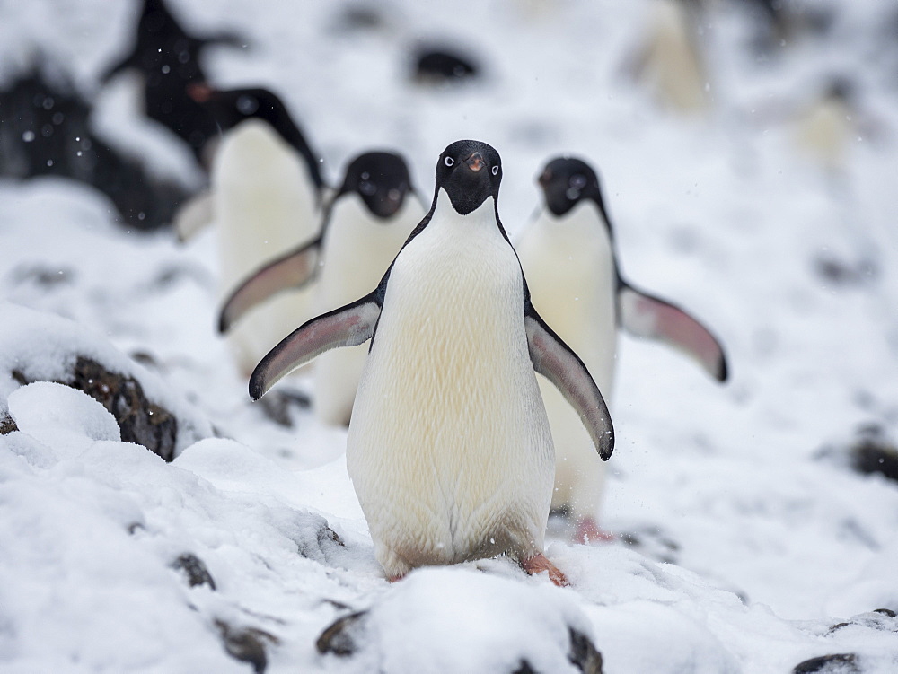 Adelie penguin (Pygoscelis adeliae), breeding colony on Paulet Island, Weddell Sea, Antarctica, Polar Regions