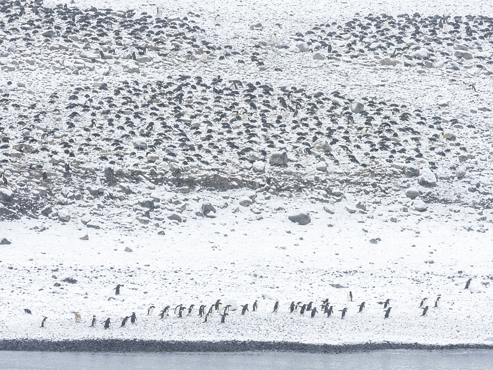 Adelie penguin (Pygoscelis adeliae), breeding colony on Paulet Island, Weddell Sea, Antarctica, Polar Regions