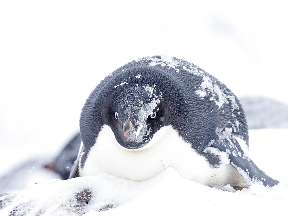 Adelie penguin (Pygoscelis adeliae), breeding colony on Paulet Island, Weddell Sea, Antarctica, Polar Regions