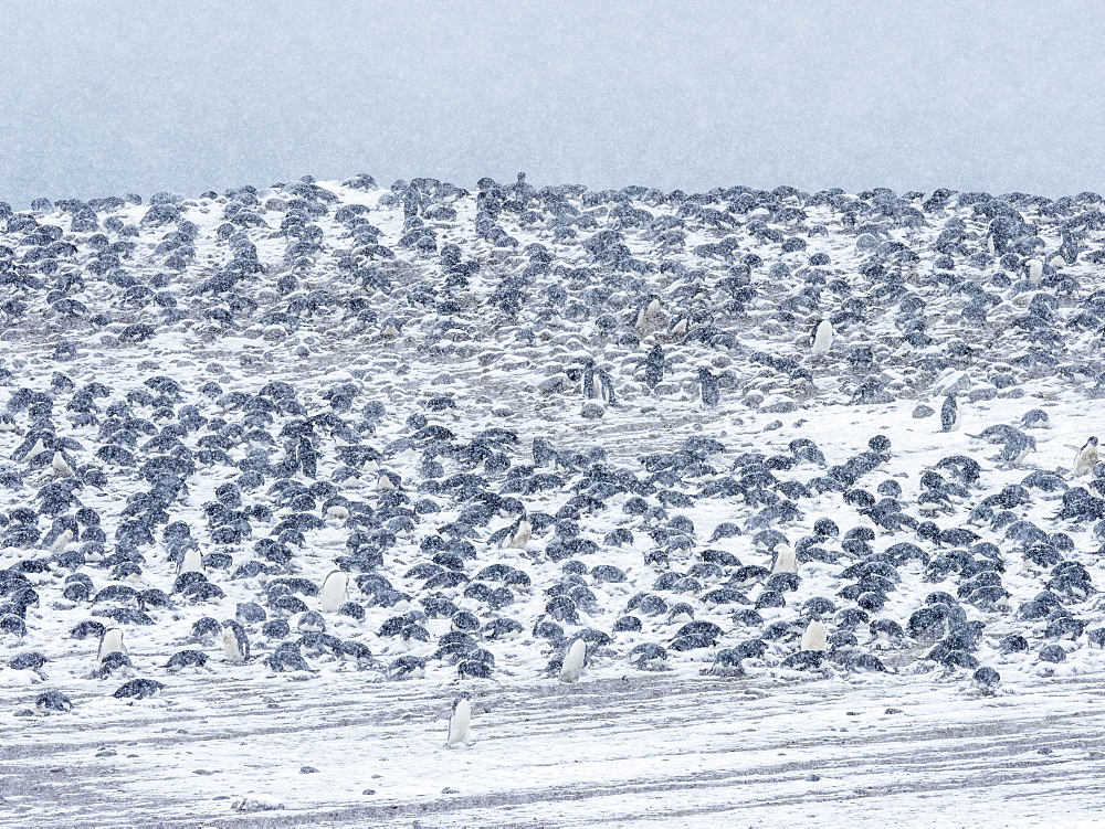 Adelie penguin (Pygoscelis adeliae), breeding colony on Paulet Island, Weddell Sea, Antarctica, Polar Regions