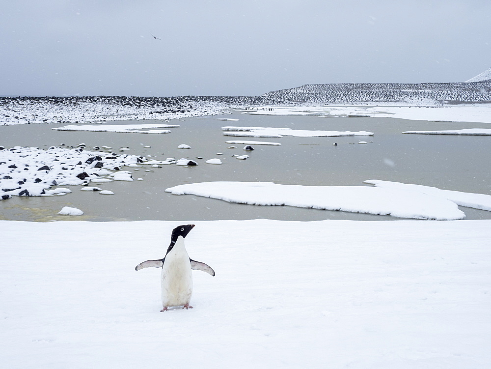 Adelie penguin (Pygoscelis adeliae), breeding colony on Paulet Island, Weddell Sea, Antarctica, Polar Regions