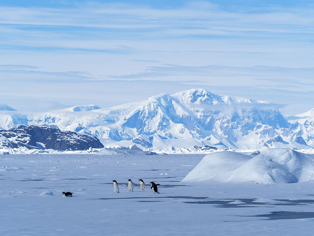 Adelie penguins (Pygoscelis adeliae), on fast ice in the Yalour Islands, Antarctica, Polar Regions