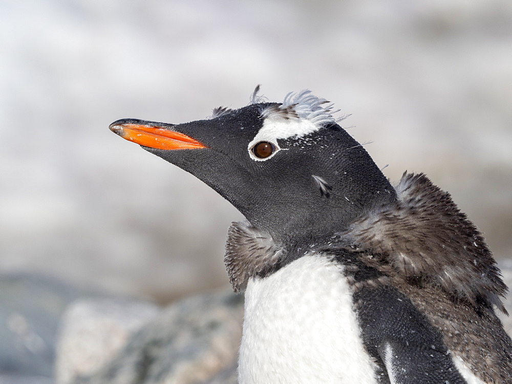 Gentoo penguin chick (Pygoscelis papua) molting at the breeding colony on Cuverville Island, Antarctica, Polar Regions