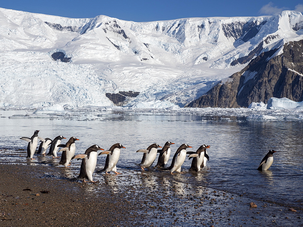 Gentoo penguins (Pygoscelis papua), returning to sea at the breeding colony on Cuverville Island, Antarctica, Polar Regions