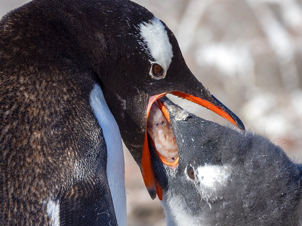 An adult gentoo penguin (Pygoscelis papua) feeding its chick krill, Jougla Point, Wiencke Island, Antarctica, Polar Regions