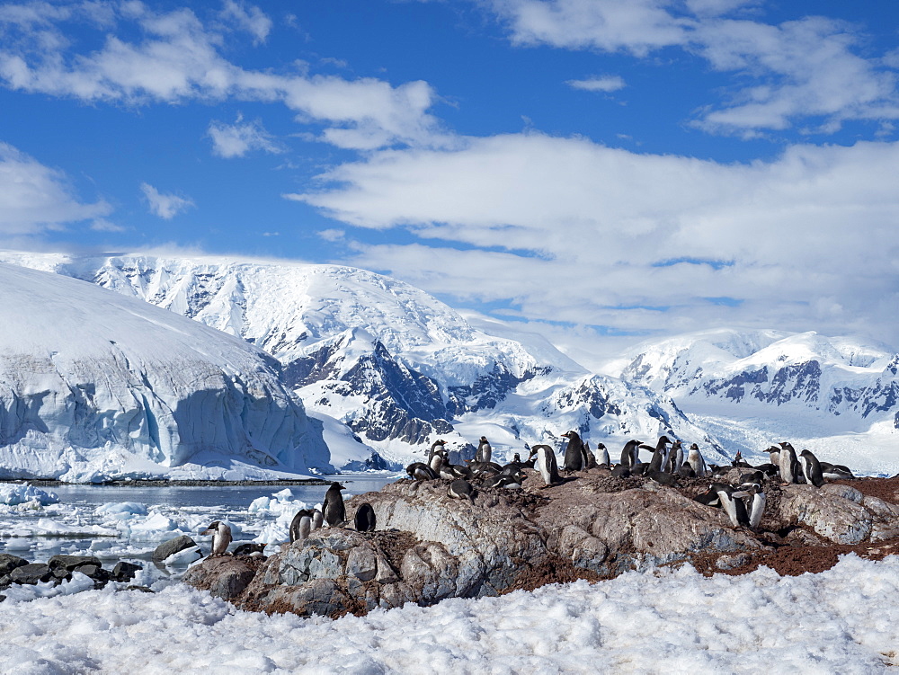 Gentoo penguin (Pygoscelis papua), breeding colony at the Chilean Research Station Base Gonzalez Videla, Antarctica, Polar Regions