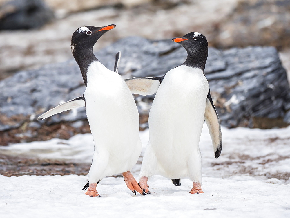 Gentoo penguins (Pygoscelis papua), on ice in Shingle Cove, Coronation Island, South Orkney Islands, Antarctica, Polar Regions