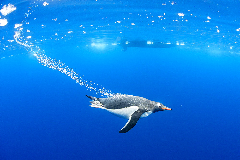 Gentoo penguins (Pygoscelis papua), underwater in clear water in Lindblad Cove, Trinity Peninsula, Antarctica, Polar Regions