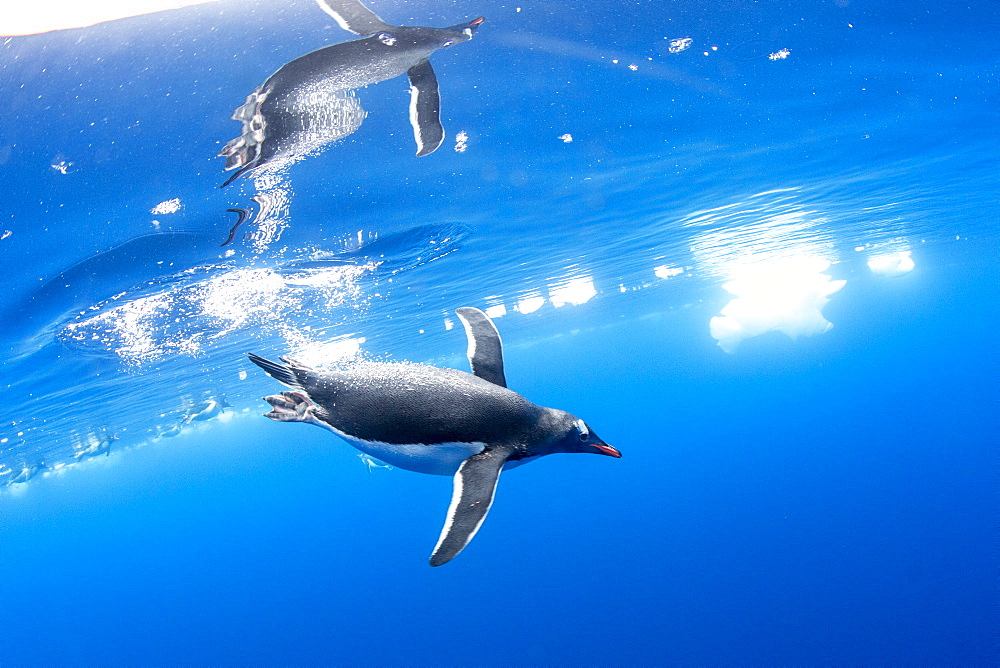 Gentoo penguins (Pygoscelis papua), underwater in clear water in Lindblad Cove, Trinity Peninsula, Antarctica, Polar Regions