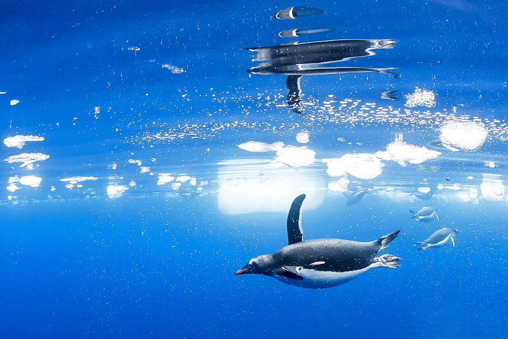 Gentoo penguins (Pygoscelis papua), underwater in clear water in Lindblad Cove, Trinity Peninsula, Antarctica, Polar Regions