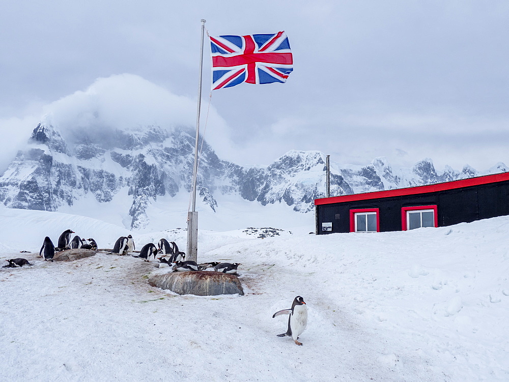 A gentoo penguin (Pygoscelis papua), breeding colony beneath a Union Jack flag flying at British Base A at Port Lockroy, Antarctica, Polar Regions