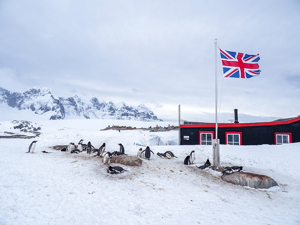 A gentoo penguin (Pygoscelis papua), breeding colony beneath Union Jack flag, at British Base A at Port Lockroy, Antarctica, Polar Regions