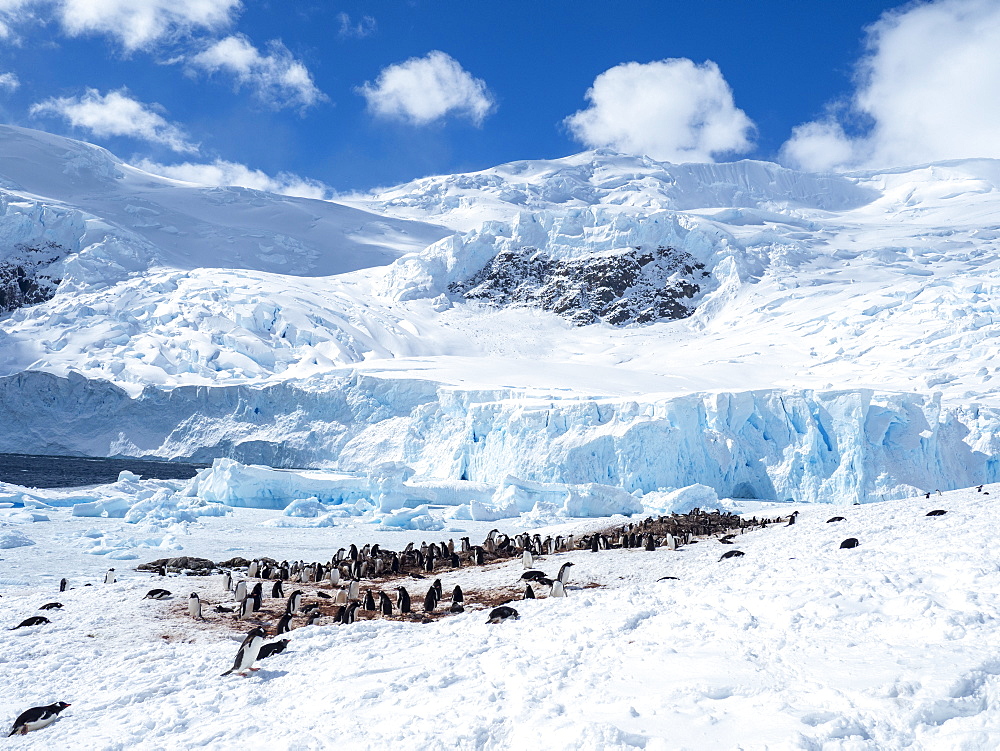 Gentoo penguin (Pygoscelis papua), breeding colony in Neko Harbor, Antarctica, Polar Regions