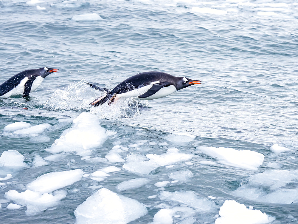 Adult gentoo penguins (Pygoscelis papua), on brash ice in Neko Harbor, Antarctica, Polar Regions