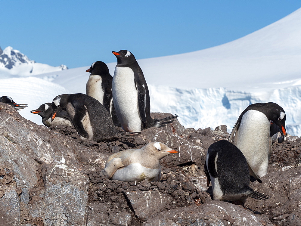 A leucistic gentoo penguin (Pygoscelis papua), showing lack of melanin nesting at the Chilean Base Gonzalez Videla, Antarctica, Polar Regions