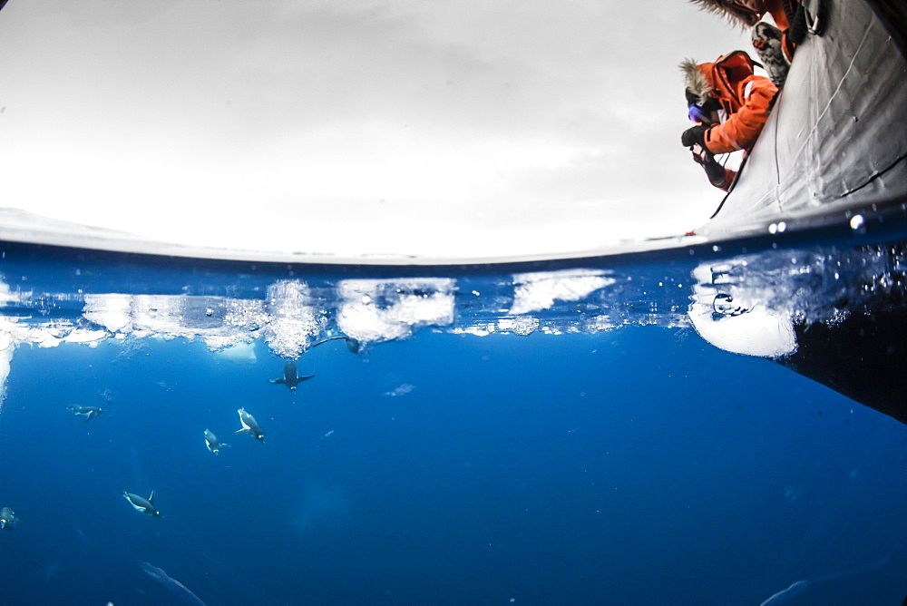 Gentoo penguins (Pygoscelis papua), underwater in clear water in Lindblad Cove, Trinity Peninsula, Antarctica, Polar Regions