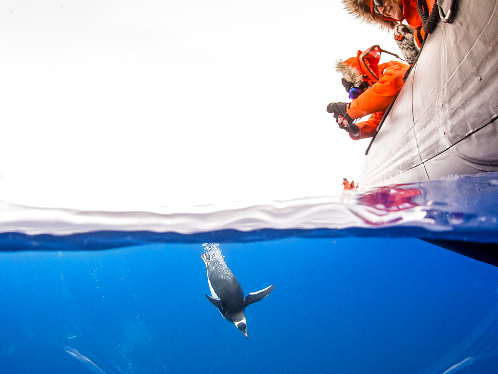 Gentoo penguins (Pygoscelis papua), underwater in clear water in Lindblad Cove, Trinity Peninsula, Antarctica, Polar Regions