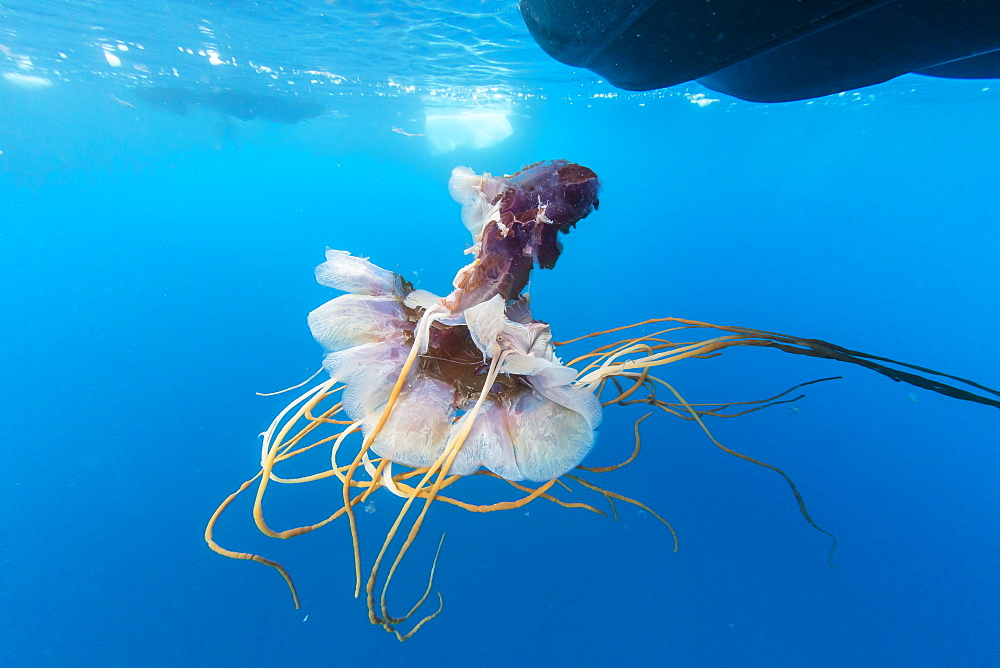 An unidentified jellyfish near the surface in Paradise Bay, Antarctica, Polar Regions