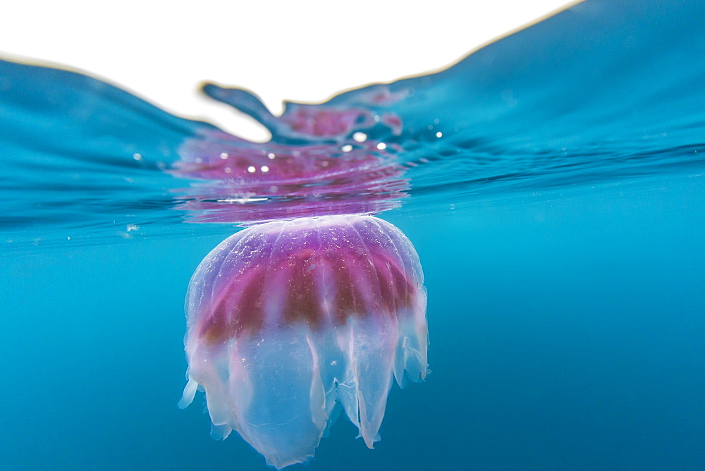 An unidentified jellyfish near the surface in Paradise Bay, Antarctica, Polar Regions