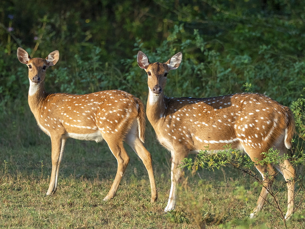 A pair of female Sri Lankan axis deer (Axis axis ceylonensis), Yala National Park, Sri Lanka, Asia